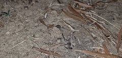Portacosa cinerea