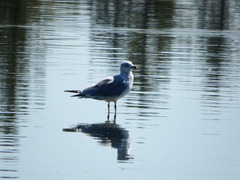 Larus delawarensis