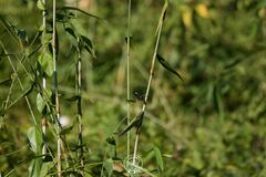 Chalcoparia singalensis