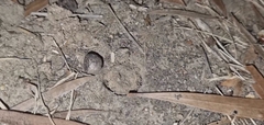 Portacosa cinerea