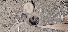 Portacosa cinerea