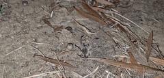 Portacosa cinerea