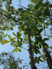 Alstonia macrophylla