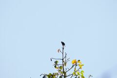 Microhierax caerulescens