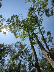Alstonia macrophylla