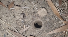 Portacosa cinerea
