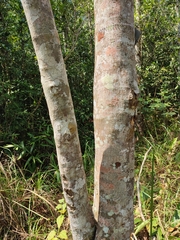 Alstonia macrophylla