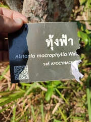 Alstonia macrophylla