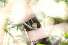 Cyornis rubeculoides