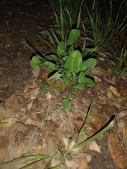 Packera obovata