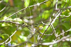 Zosterops palpebrosus