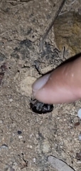 Portacosa cinerea