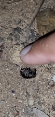 Portacosa cinerea
