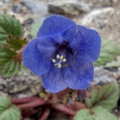Phacelia campanularia campanularia