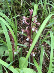 Corallorhiza maculata occidentalis