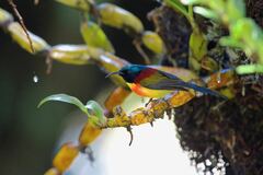 Aethopyga nipalensis