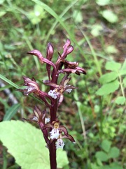 Corallorhiza maculata occidentalis