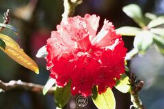 Rhododendron delavayi