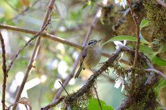 Schoeniparus castaneceps