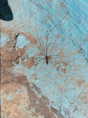 Smeringopus pallidus