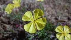 Oenothera pubescens