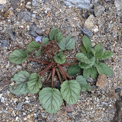 Phacelia campanularia campanularia