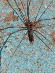 Smeringopus pallidus