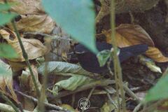 Brachypteryx cruralis