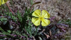 Oenothera pubescens