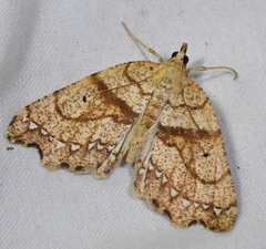 Chalastra pellurgata