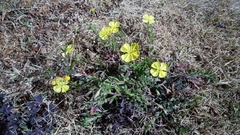 Oenothera pubescens