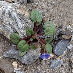 Phacelia campanularia campanularia