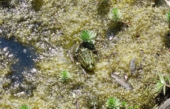 Lithobates montezumae
