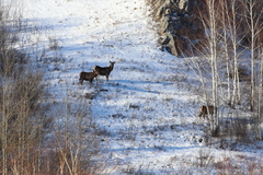 Cervus canadensis sibiricus
