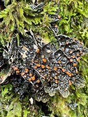 Lobaria anthraspis
