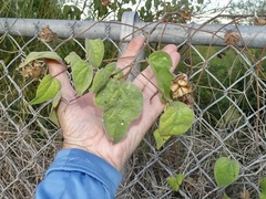 Gossypium davidsonii