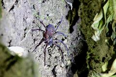 Heteropoda tetrica