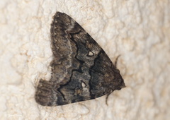 Catocala separata