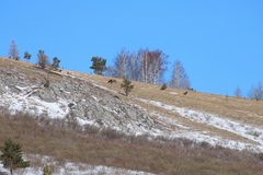 Cervus canadensis sibiricus