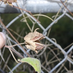 Gossypium davidsonii