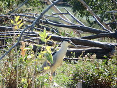 Nycticorax nycticorax
