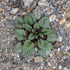 Phacelia campanularia campanularia