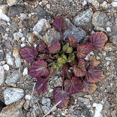 Phacelia campanularia campanularia