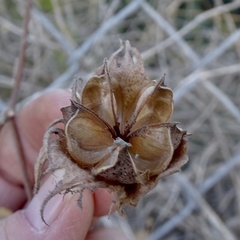 Gossypium davidsonii