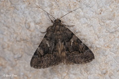 Catocala separata