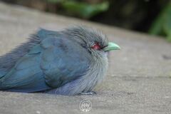 Phaenicophaeus tristis