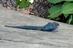 Phaenicophaeus tristis