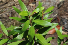 Persoonia volcanica