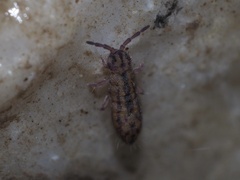 Entomobryomorpha