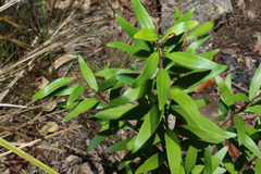 Persoonia volcanica